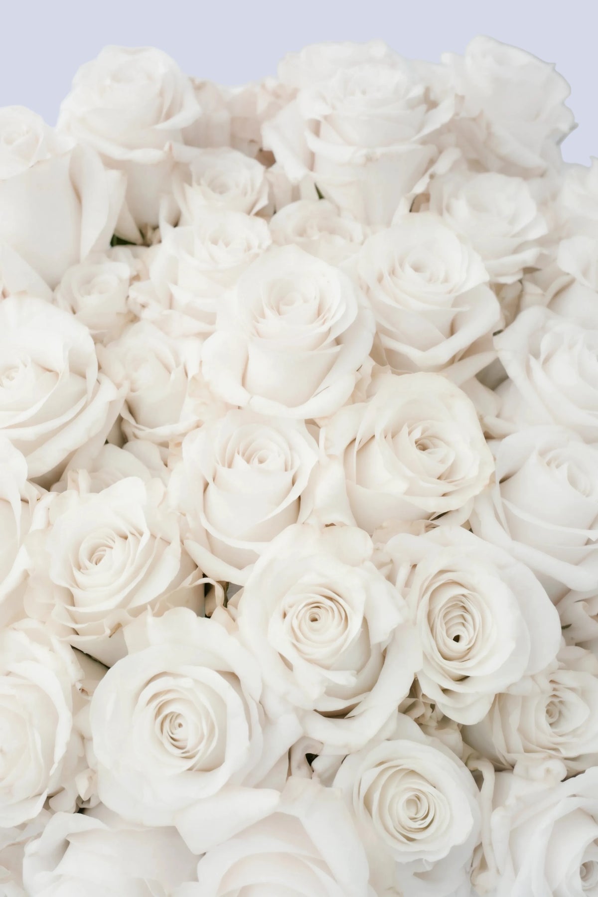 Bouquet di 51 Rose Bianche – 90 cm
