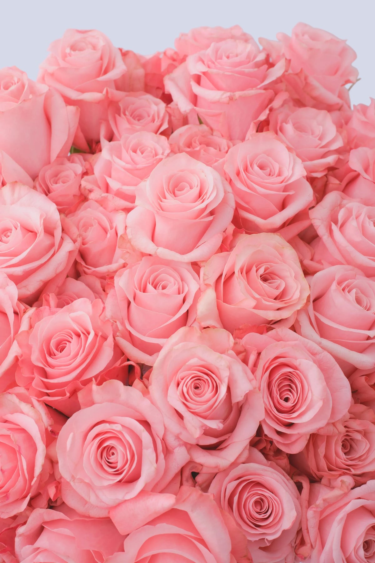 Bouquet di 101 Rose Rosa – 90 cm