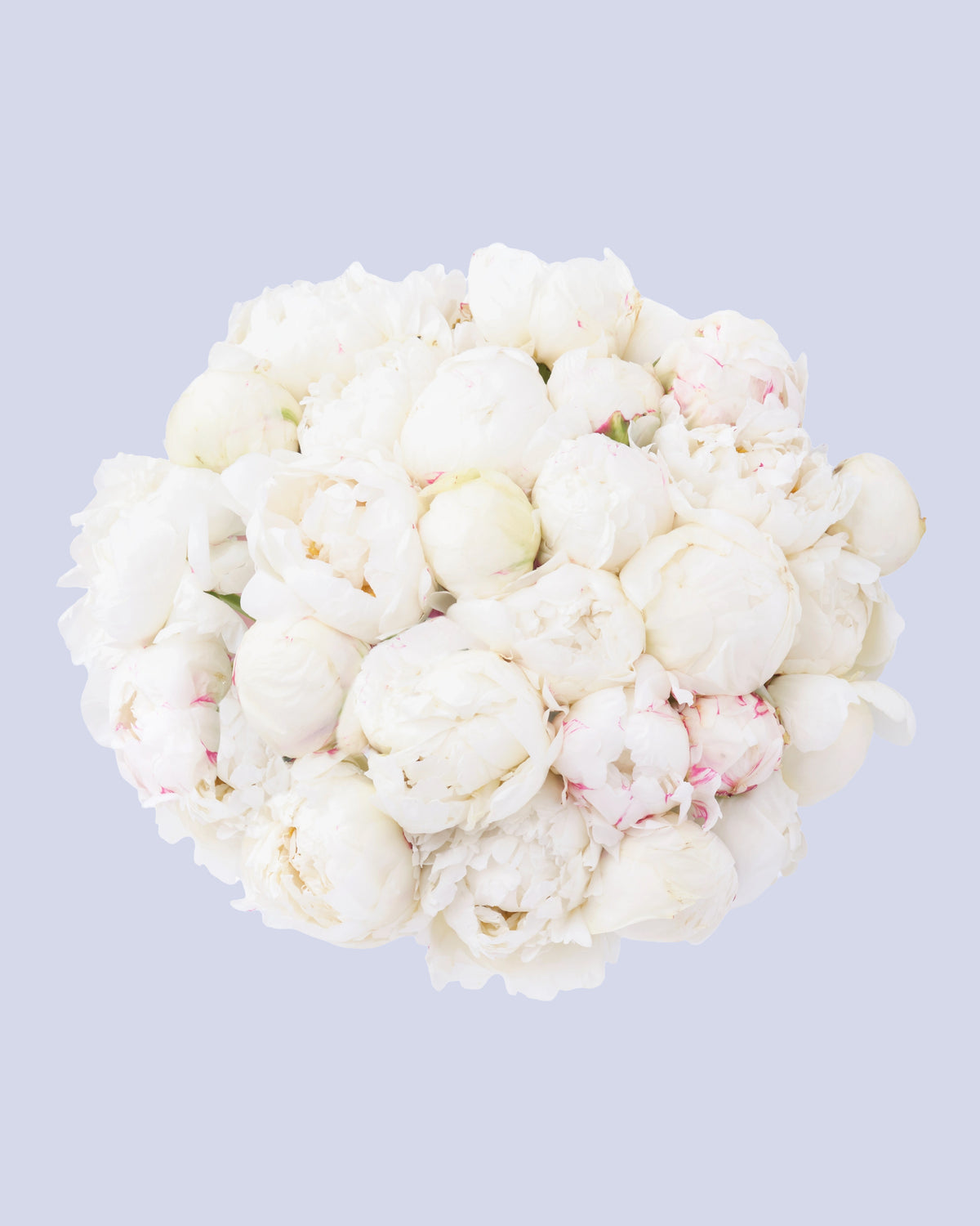 Bouquet di 25 Peonie Bianche