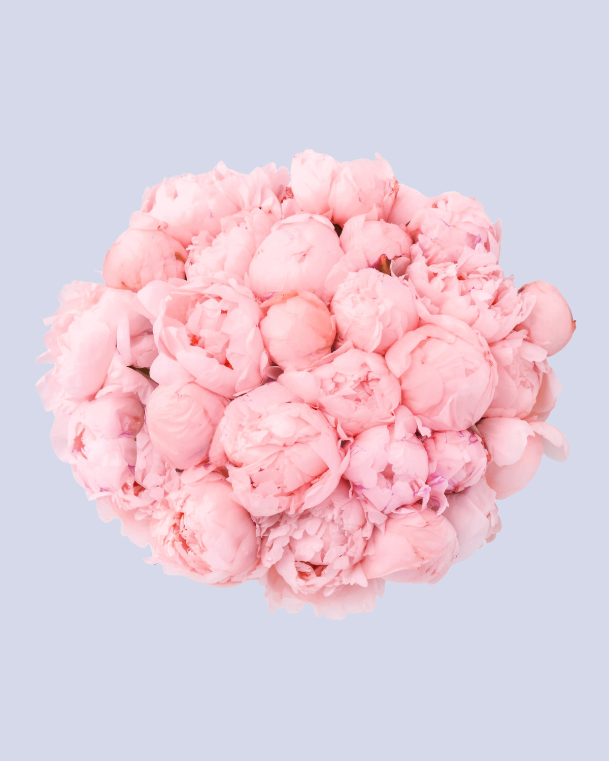 Bouquet di 15 Peonie Rosa