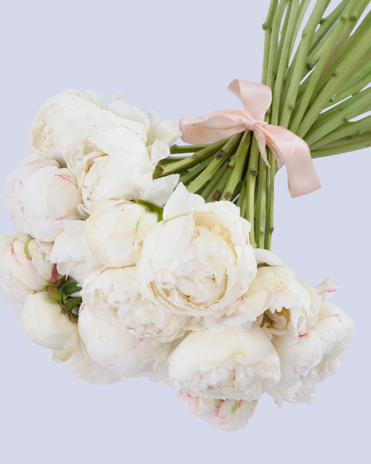 Bouquet di 25 Peonie Bianche