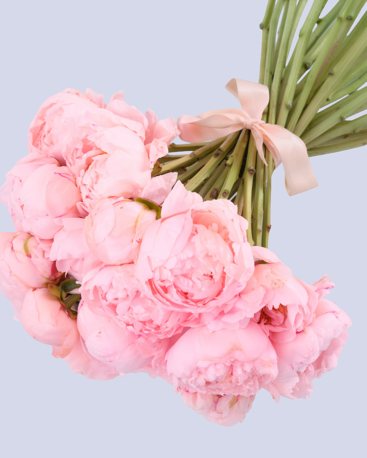 Bouquet di 15 Peonie Rosa