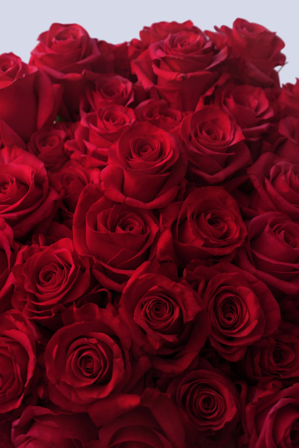Bouquet di 51 Rose Rosse – 90 cm