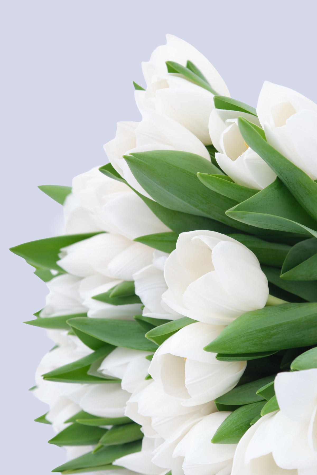 Bouquet di 25 Tulipani Bianchi