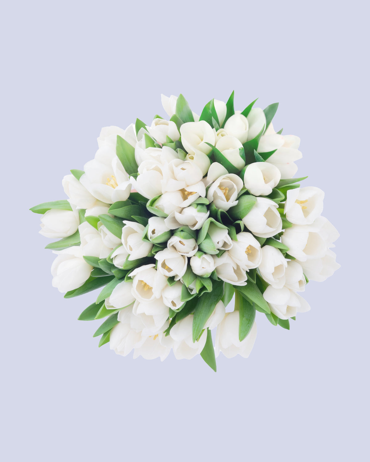 Bouquet di 25 Tulipani Bianchi
