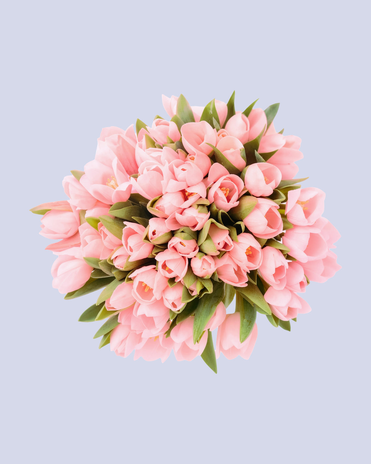 Bouquet di 50 Tulipani Rosa