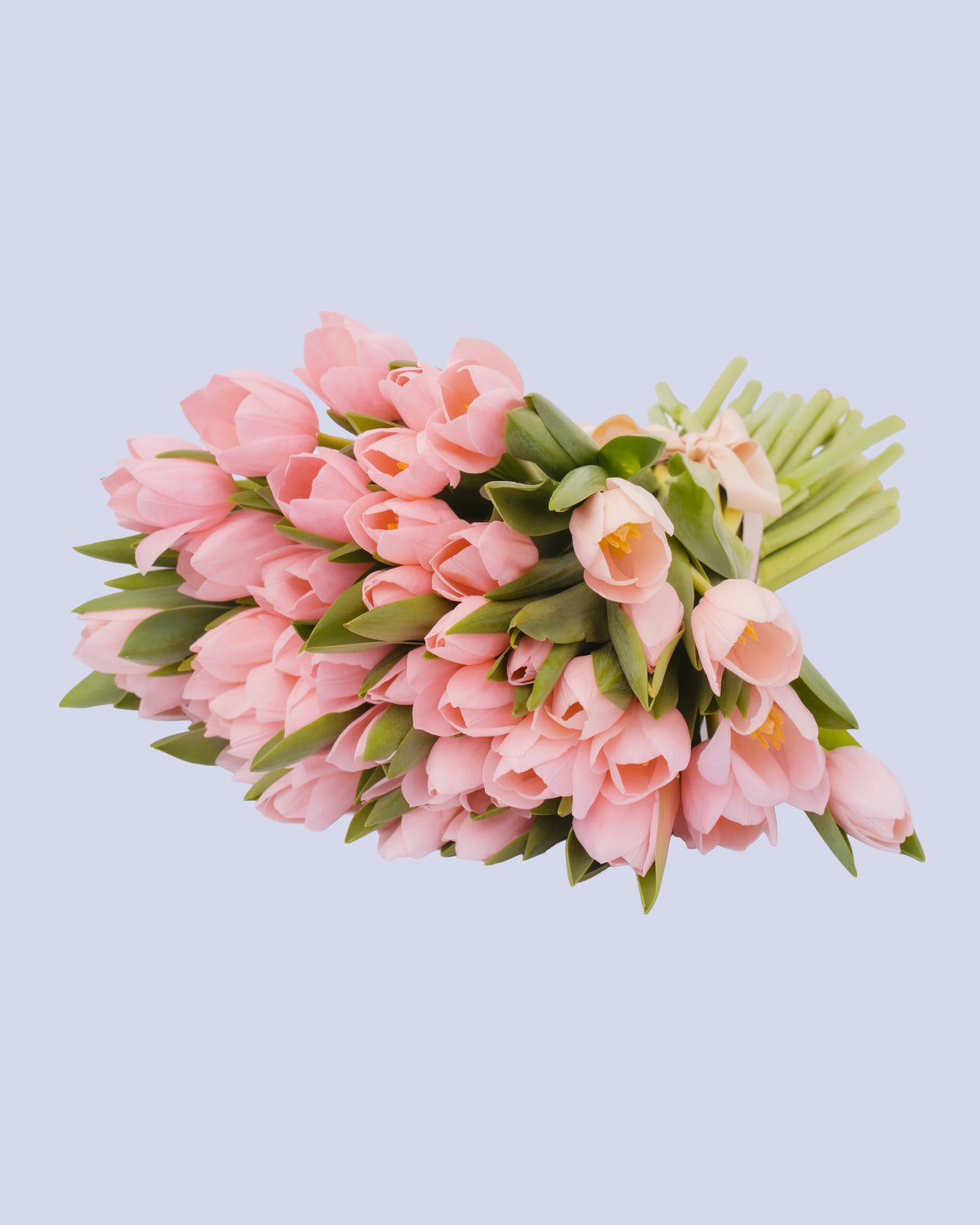 Bouquet di 50 Tulipani Rosa