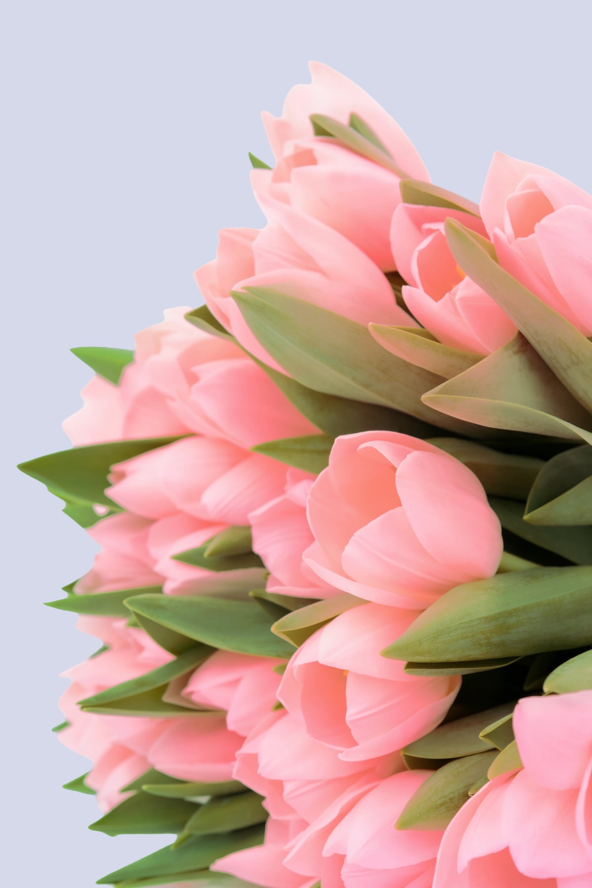 Bouquet di 50 Tulipani Rosa