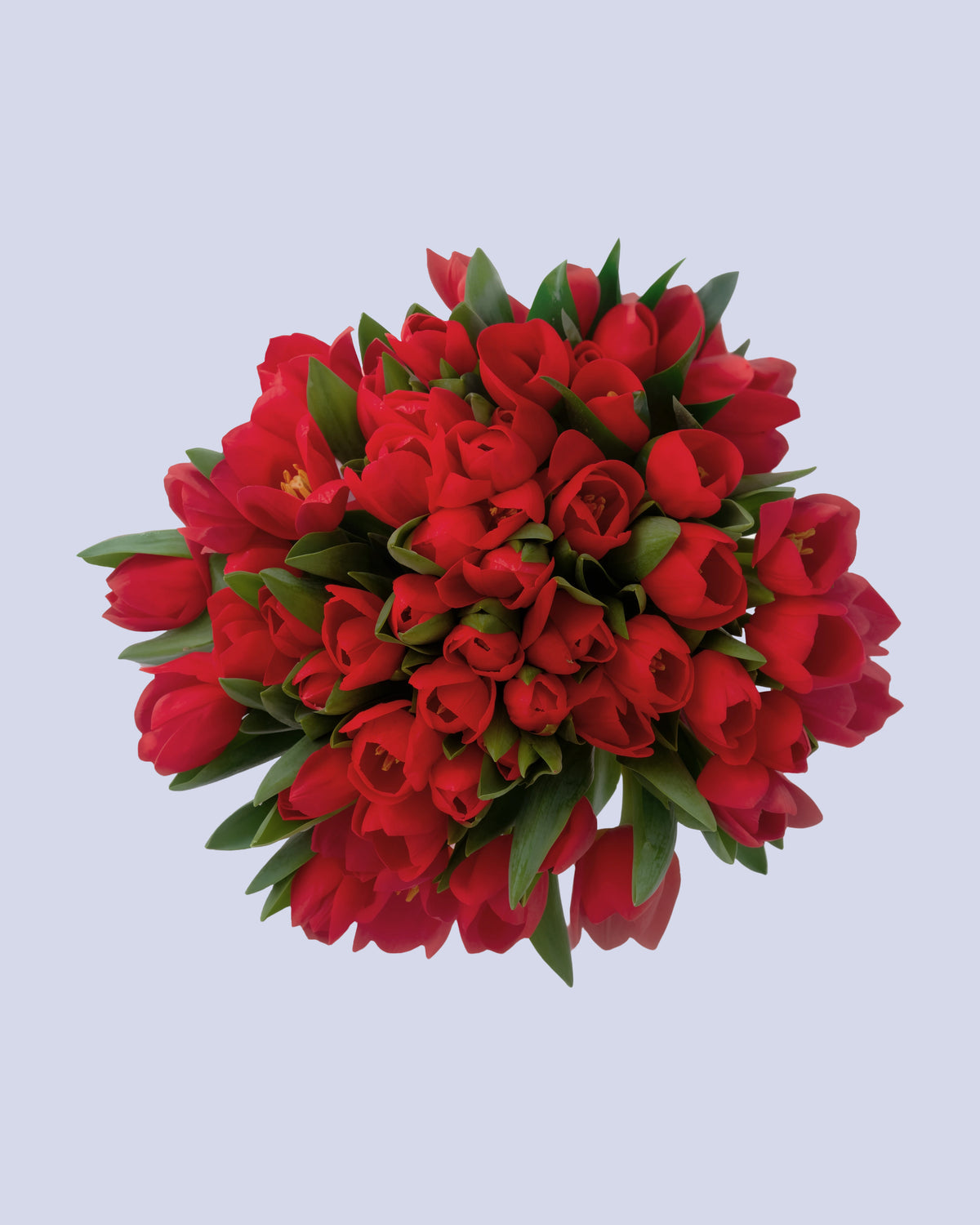 Bouquet di 25 Tulipani Rossi