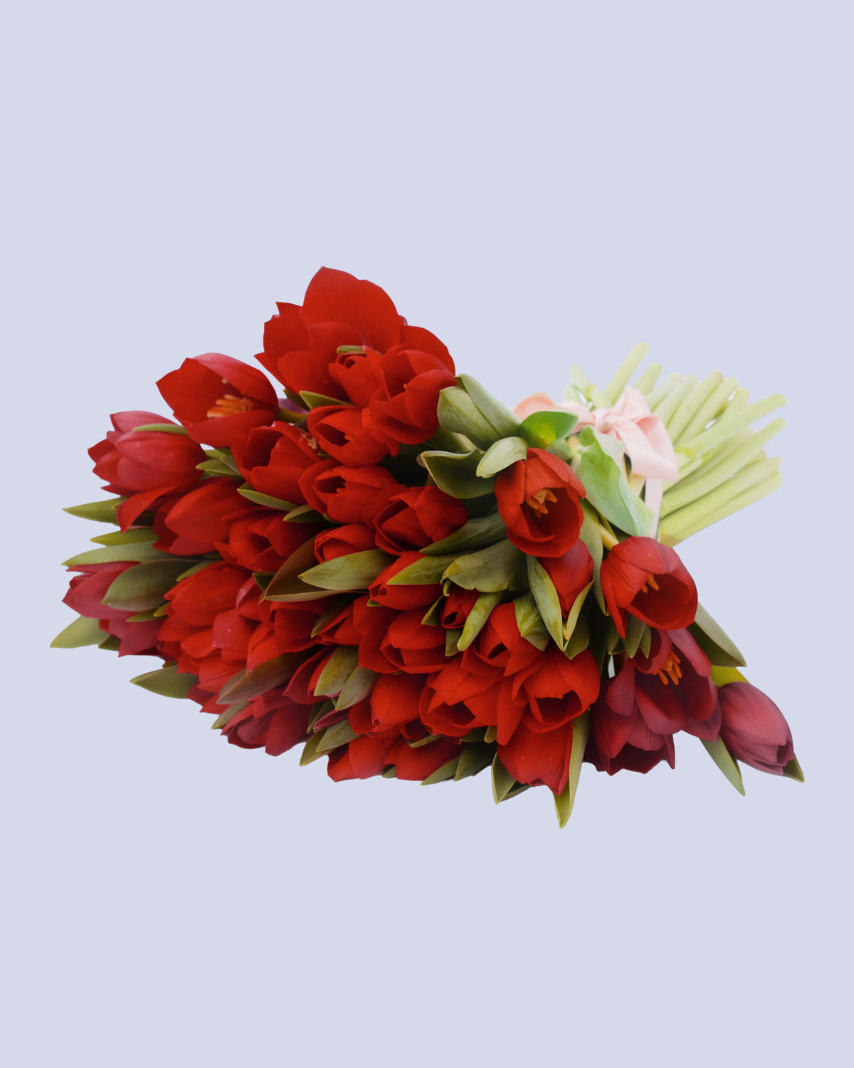 Bouquet di 25 Tulipani Rossi