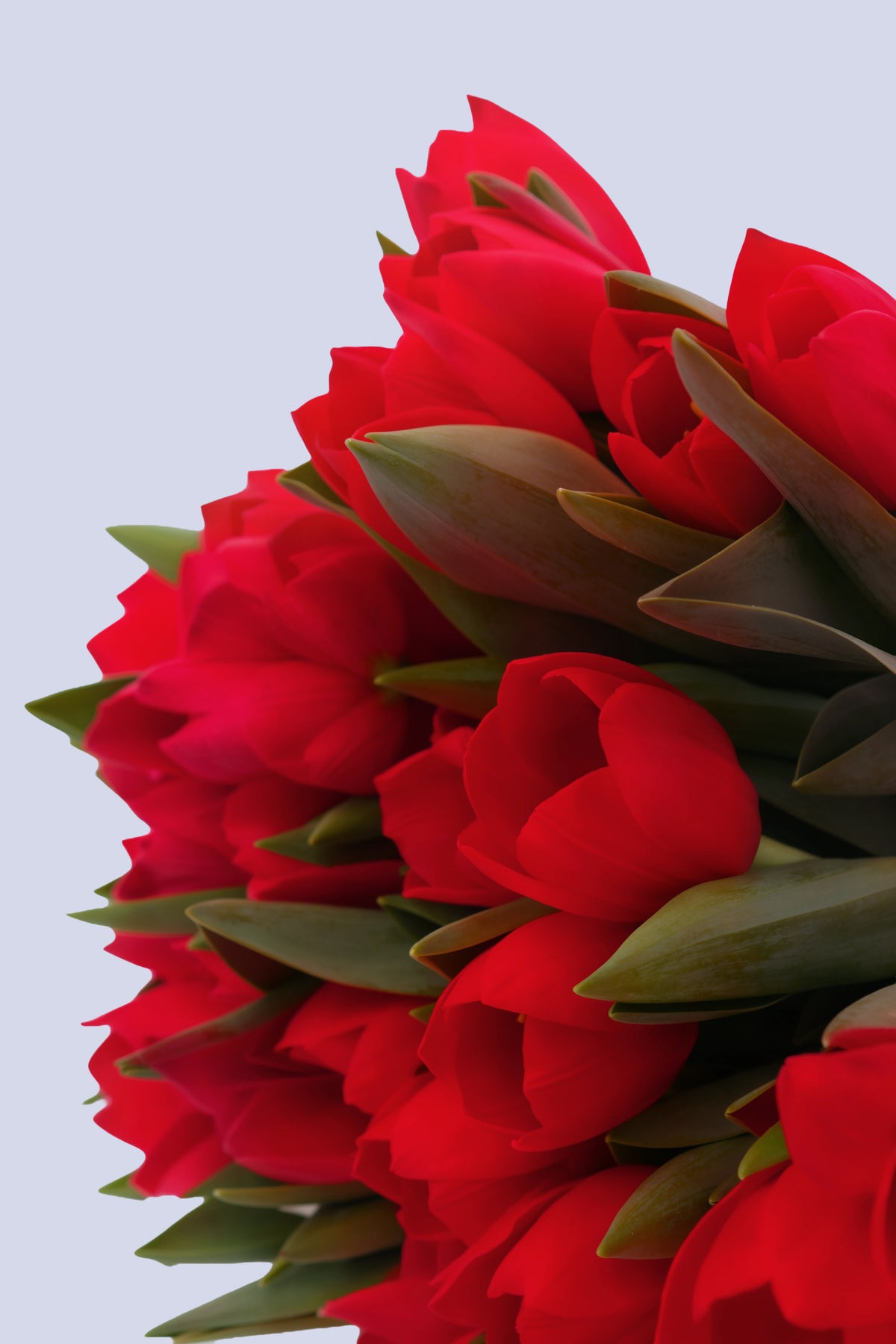Bouquet di 25 Tulipani Rossi